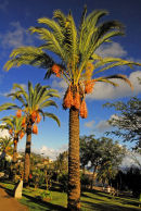 Date Palms