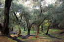 Olive Grove.