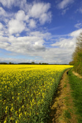 Oilseed