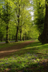 Limetree Avenue
