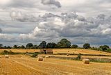Harvest