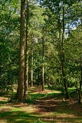 Woodland Walk
