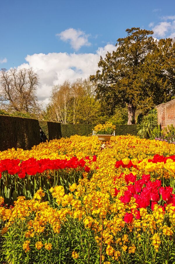 Tulips