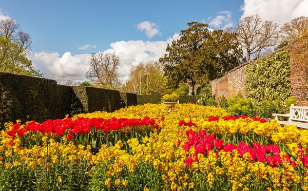 Tulips
