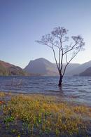 Solitary Tree. Buttermere