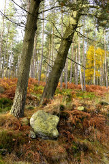 Woodland
