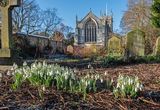 Snowdrops