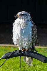 Just Watching