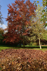 Autumn Gold