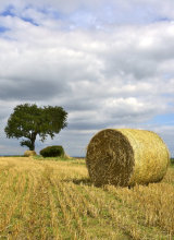 Bale