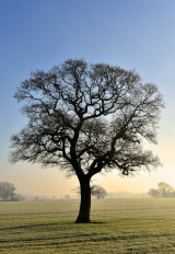 Stark Outline