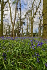 Bluebell Wood