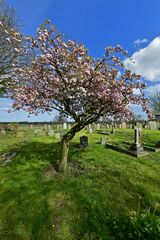 Blossom