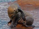 Got an Itch