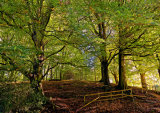 Autumn Woodland