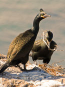 Nest building.