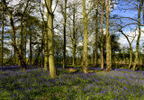 Local Bluebells 2