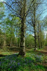 Bluebells