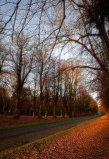 The Avenue