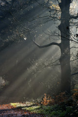 Sunbeams
