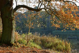 Bullrushes