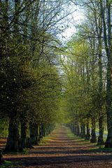Tree Line