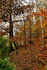 Woodland
