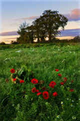 November Poppies