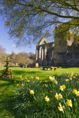 Daffodils