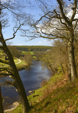 Through the trees to Barden Bridge