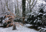 Beech