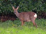 Parkland Visitor