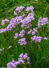 Meadow Flowers