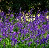 Shade of Blue