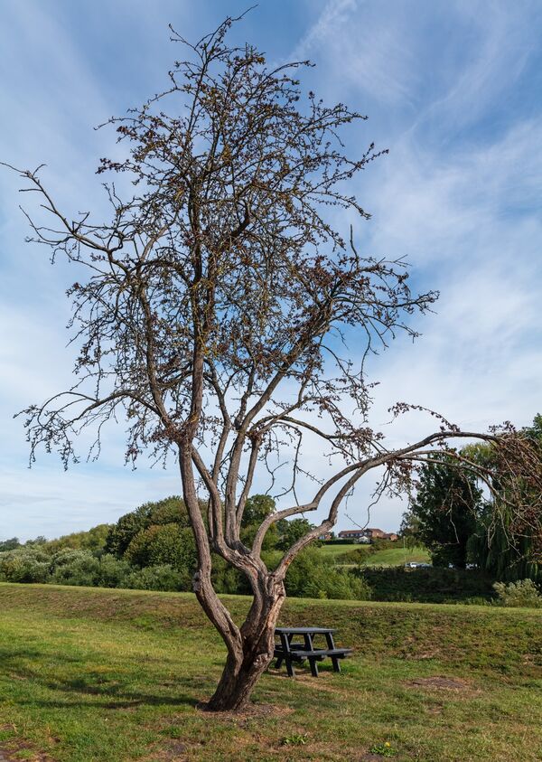 Lone Tree