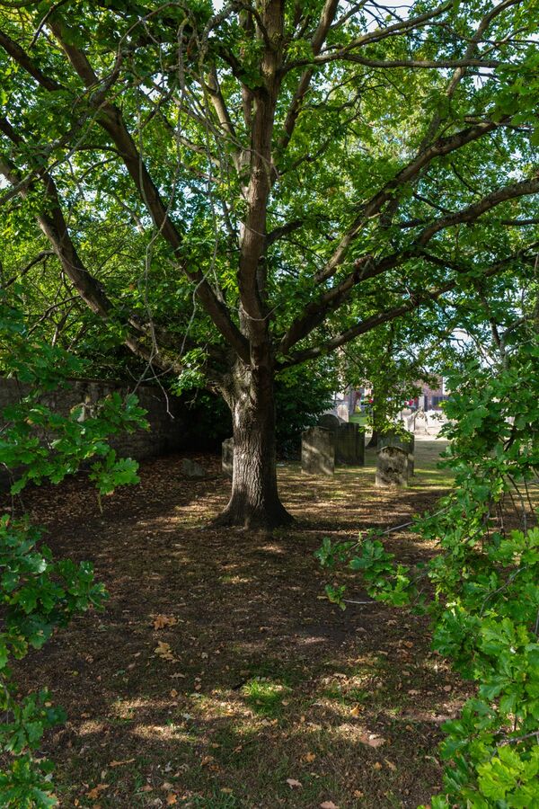 Shady Churchyard