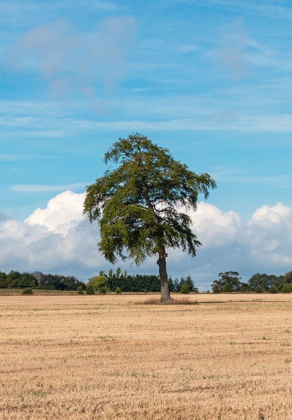 Solitary Sentinel