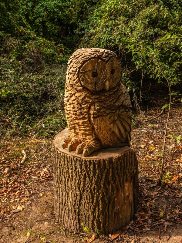 Owl