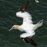 In Flight