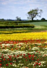 Bands of Colour