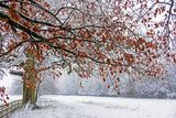 Waiting for Spring