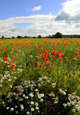 Summer Flowers
