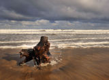 Driftwood