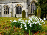 Snowdrops