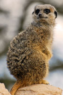 Mere Cat