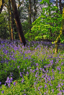 Bluebells