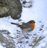 Cheeky Chap