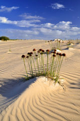 Cape Verde Islands. Boa Vista