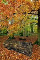 Log