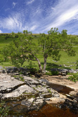 Lone Tree